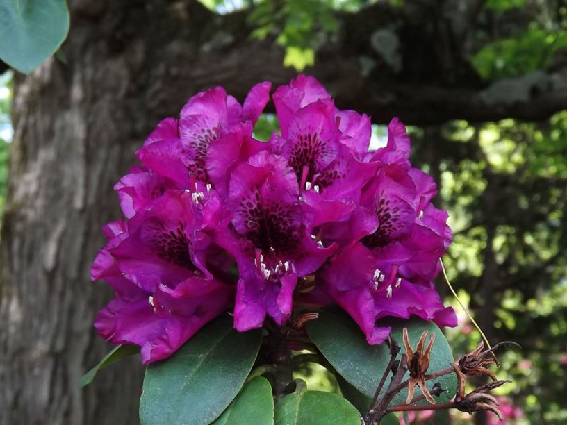 Rhododendron 'Butler Port' - Butler Port rhododendron