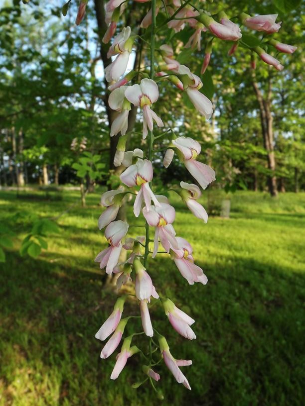 Cladrastis kentukea 'Perkins Pink' - pink flower American yellowwood