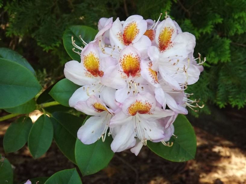 Rhododendron 'Mrs. T. H. Lowinsky' - Mrs. T. H. Lowinsky rhododendon