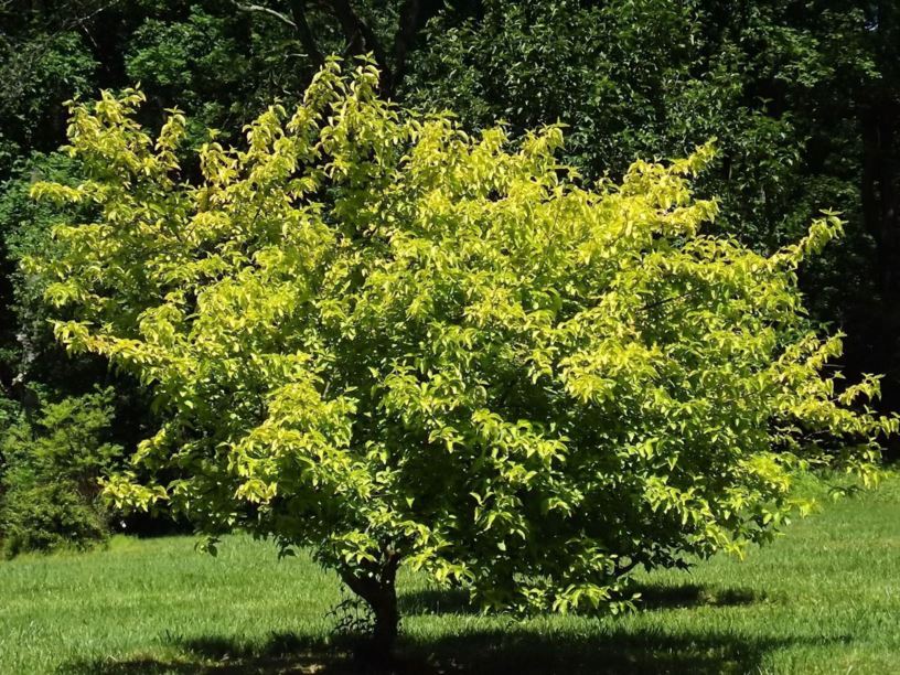 Cornus mas 'Aurea' - yellowleaf cornelian-cherry dogwood