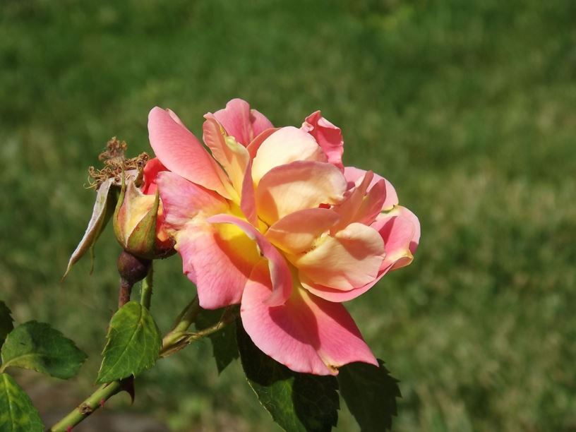 Rosa 'Lafter' - Lafter rose
