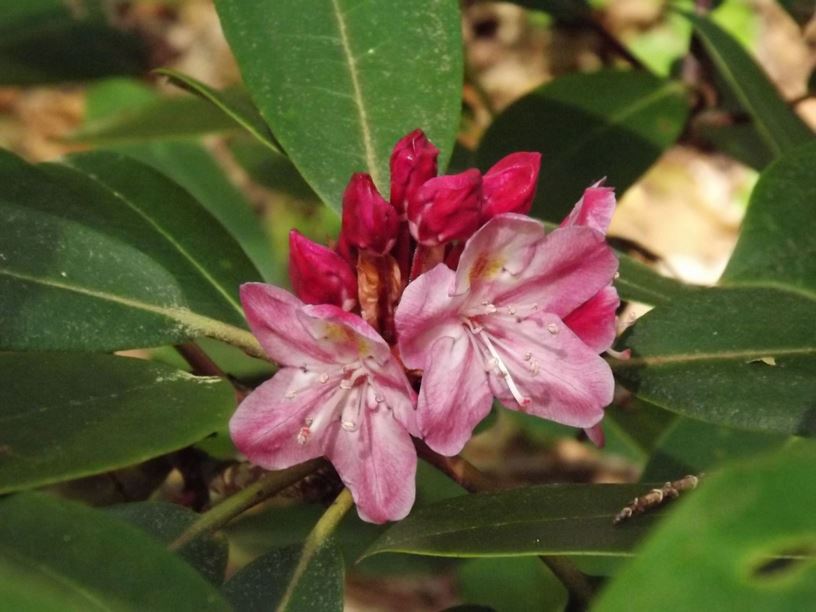 Rhododendron 'Great Genes' - Great Genes rhododendron