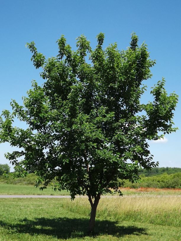 Maclura pomifera 'Wichita' - Wichita Osage-orange, Wichita hedge-apple