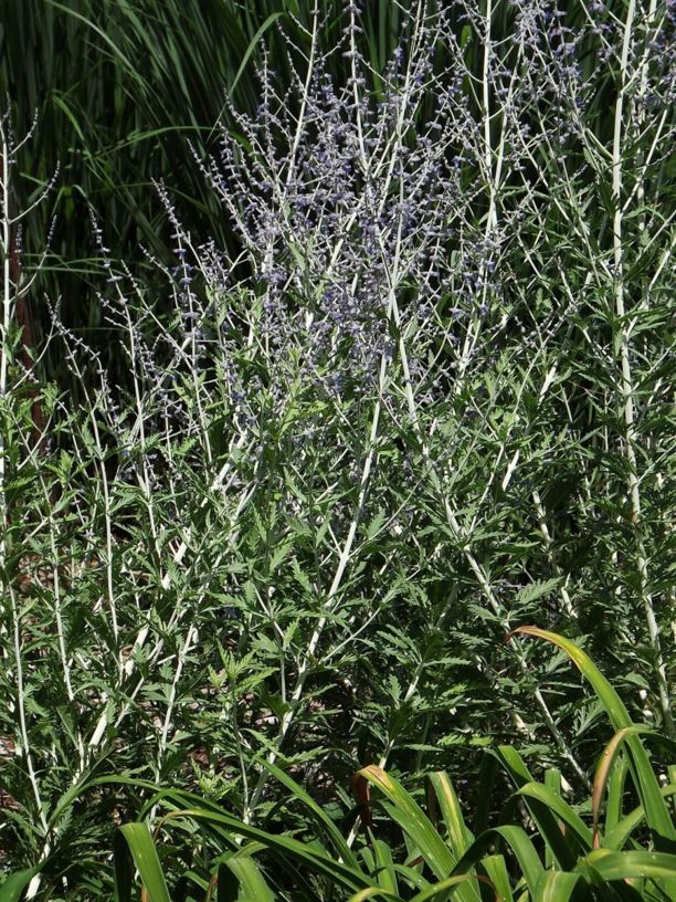 Salvia abrotanoides - Caspian sage, Caspian perovskia