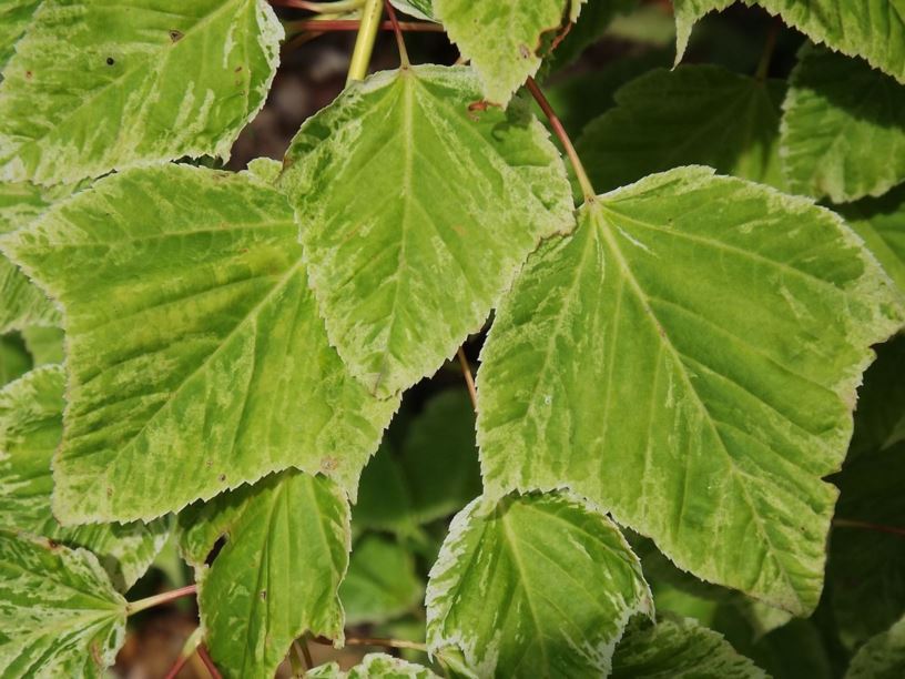 Acer rufinerve 'Albolimbatum' - whitedot redvein maple
