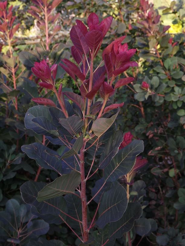 Cotinus coggygria 'Foliis Purpureis' - purpleleaf common smoketree