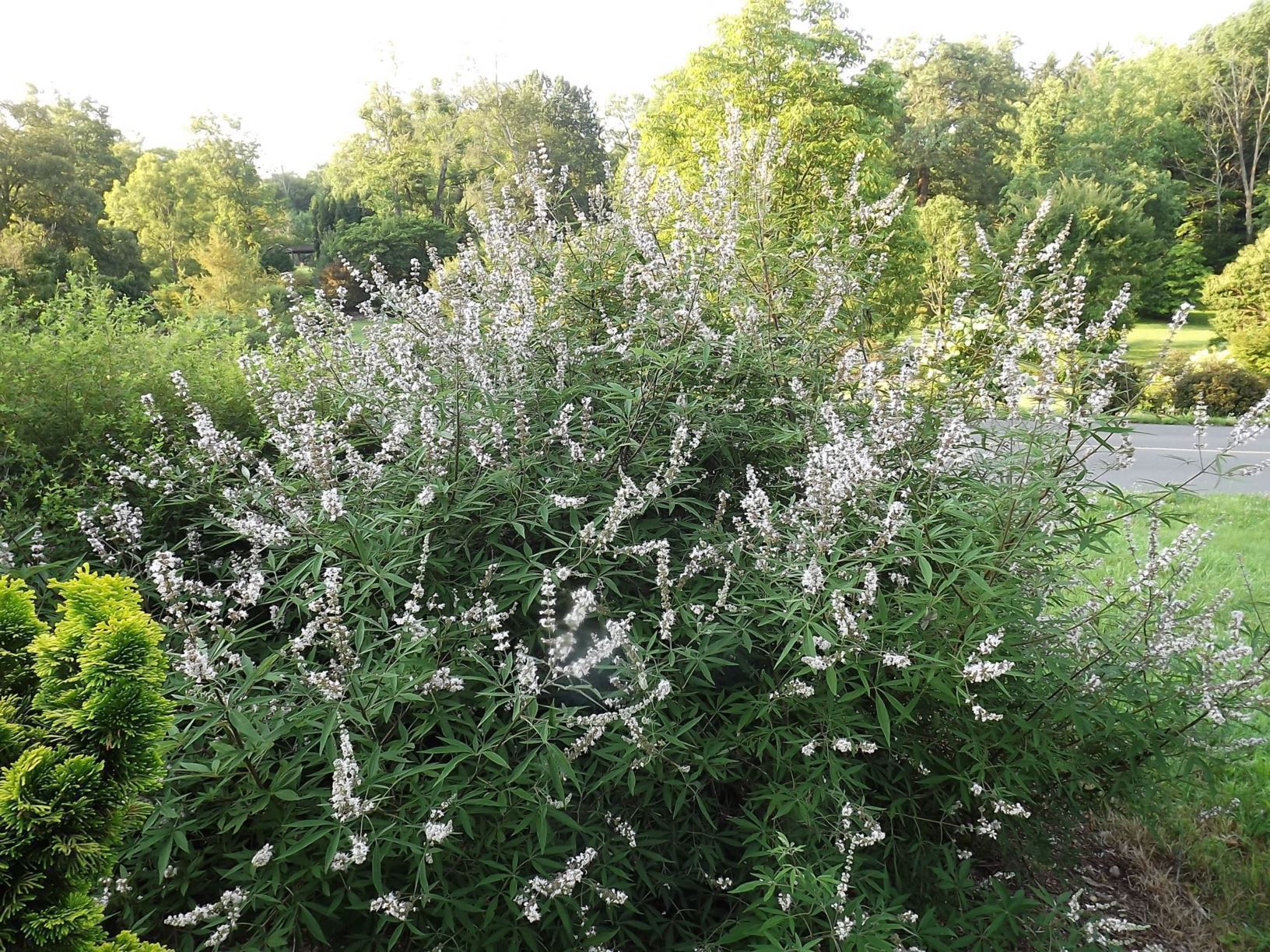 Vitex agnus-castus 'Alba' - white-flower common chaste-tree, white-flower lilac chaste-tree