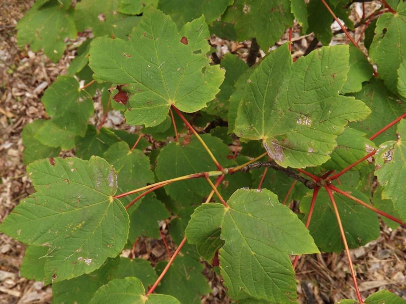 Acer caesium subsp. giraldii - Giraldi maple