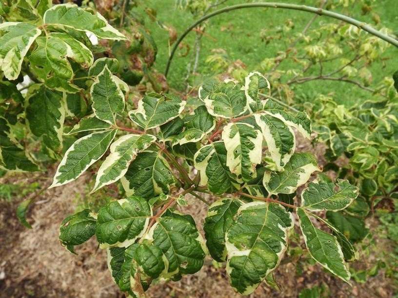 Acer negundo 'Aureomarginatum' - goldedge ashleaf maple, goldedge boxelder