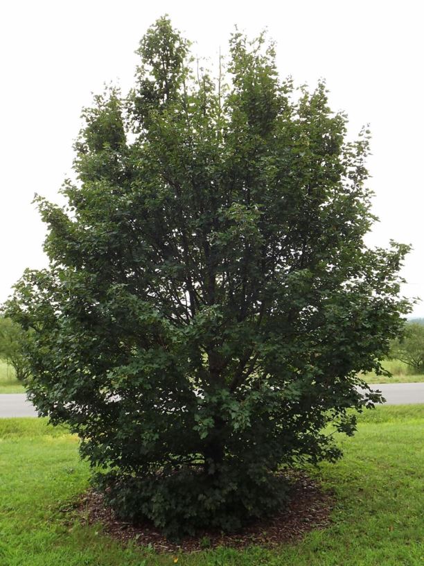 Acer campestre subsp. leiocarpum - smooth-key hedge maple