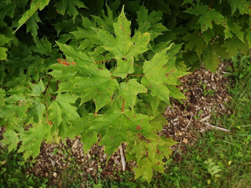 Acer saccharum 'Natchez' - Natchez sugar maple