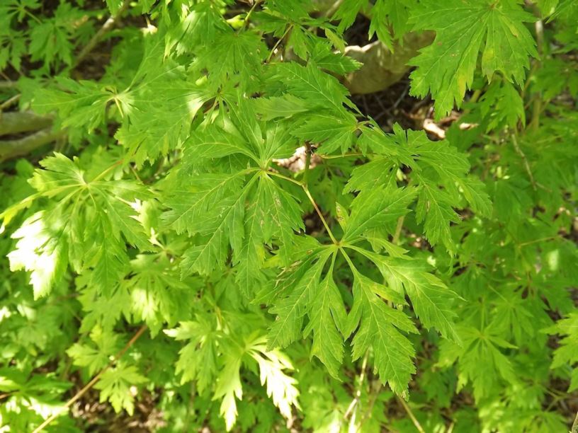 Acer circinatum 'Monroe' - Monroe vine maple