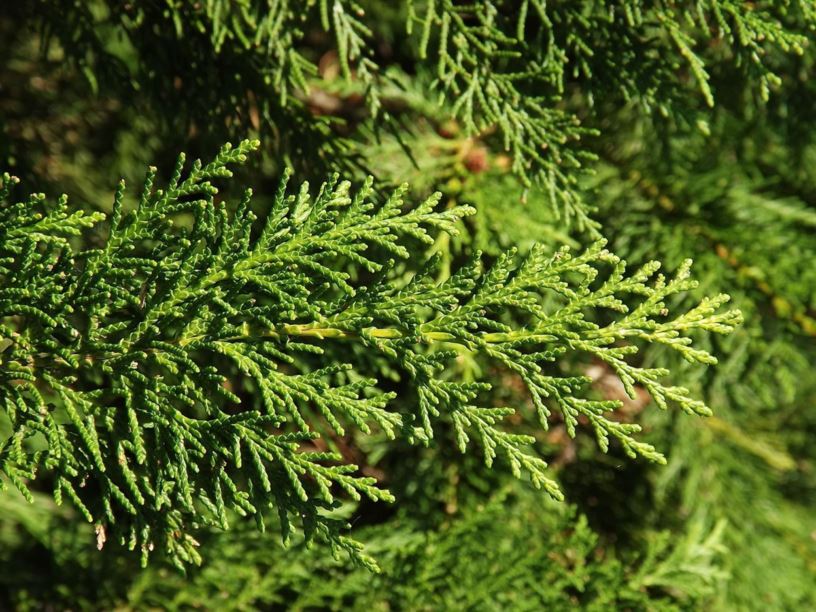 Chamaecyparis lawsoniana 'Qiana' - Qiana Lawson false cypress, Qiana Port-Orford-cedar
