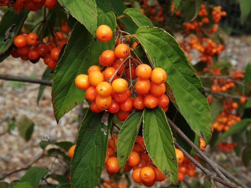 Viburnum setigerum f. aurantiacum - orange-berry tea viburnum