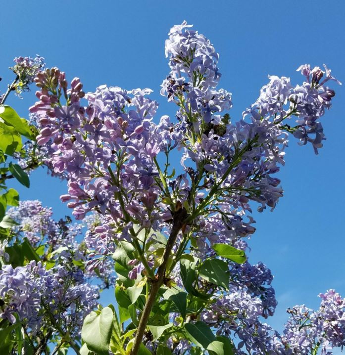 Syringa vulgaris 'Wedgwood Blue' - Wedgwood Blue common lilac