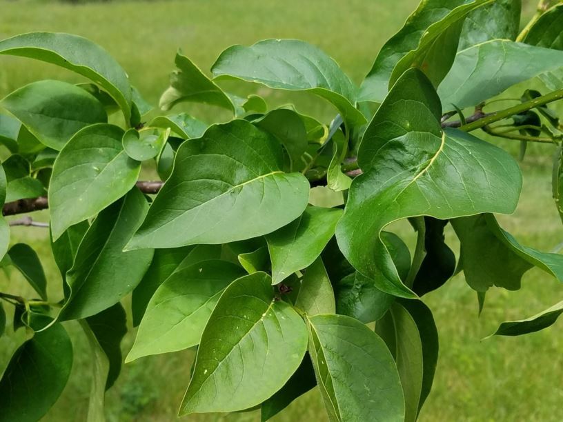 Syringa reticulata 'PNI 7523' Regent® - Regent® Japanese tree lilac