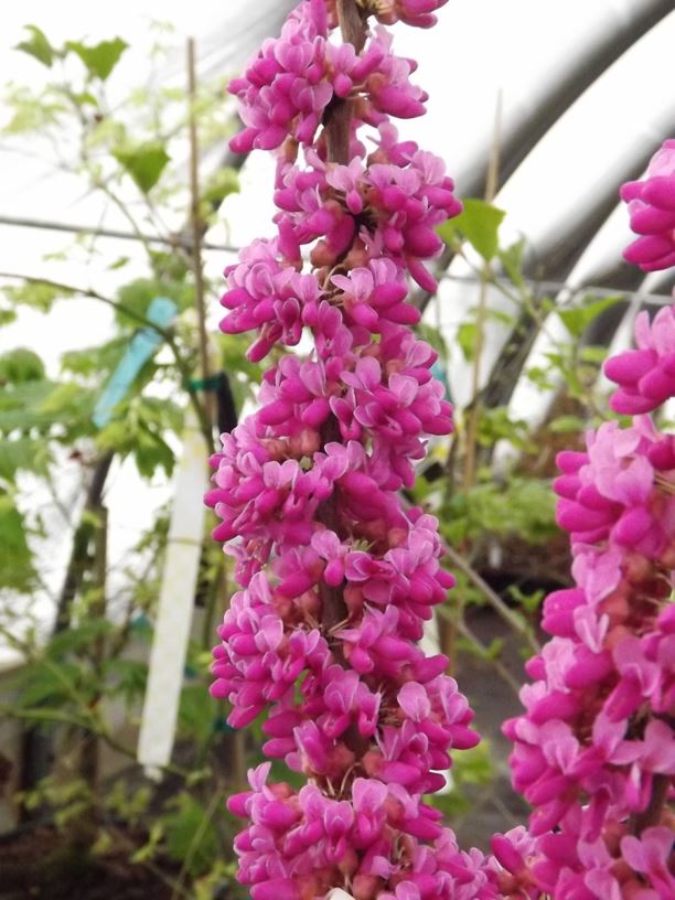 Cercis chinensis 'Kay's Early Hope' - Kay's Early Hope Chinese redbud