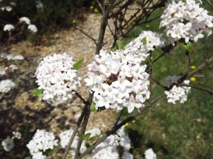 Viburnum × burkwoodii 'Mohawk' - Mohawk Burkwood viburnum