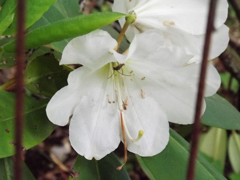 Rhododendron 'Pauline Bralit' - Pauline Bralit rhododendron