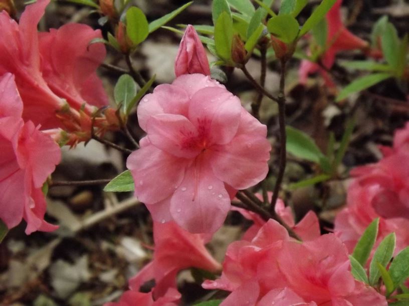 Rhododendron 'Louise Gable' - Louise Gable azalea