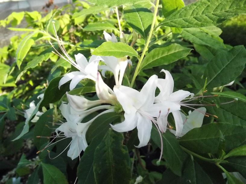 Rhododendron eastmanii - May white azalea, Santee azalea