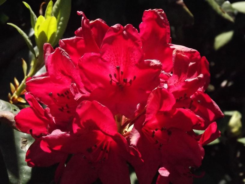 Rhododendron 'Hotrodder' - Hotrodder rhododendron