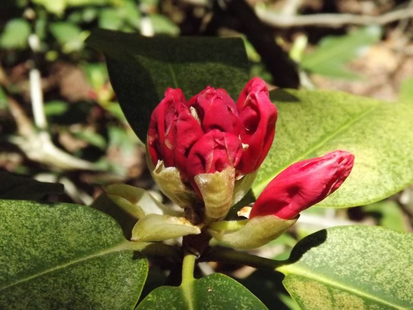 Rhododendron 'Linda Jean' - Linda Jean rhododendron