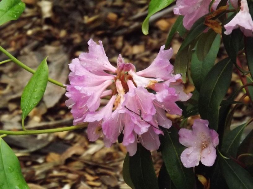 Rhododendron minus - piedmont rhododendron