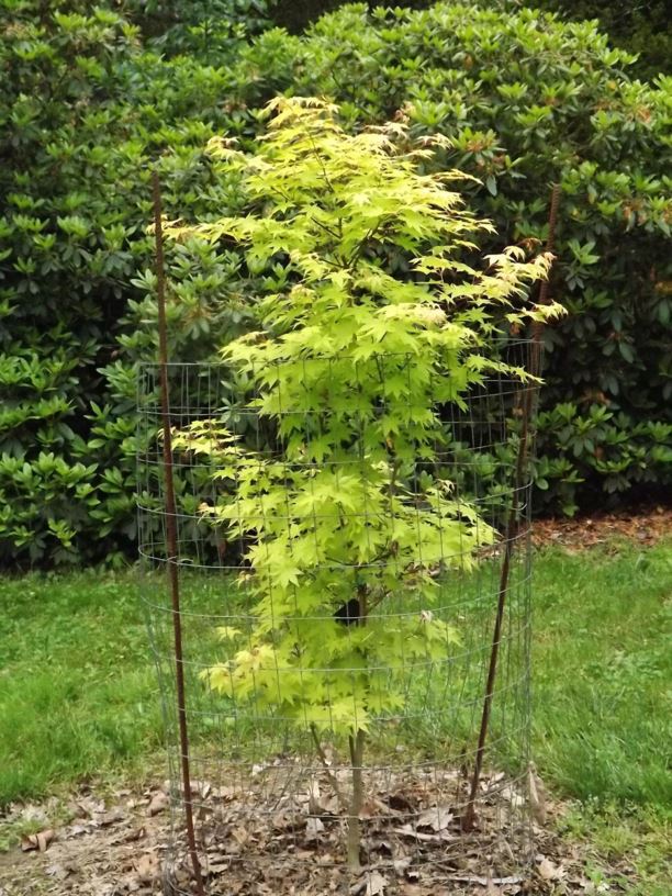 Acer palmatum 'Summer Gold' - Summer Gold Japanese maple