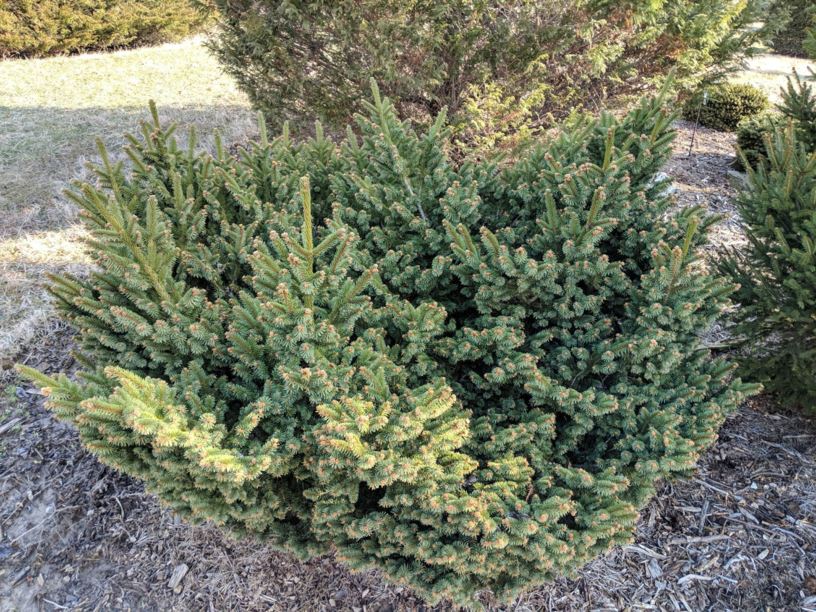 Picea abies 'Kettle' - Kettle Norway spruce
