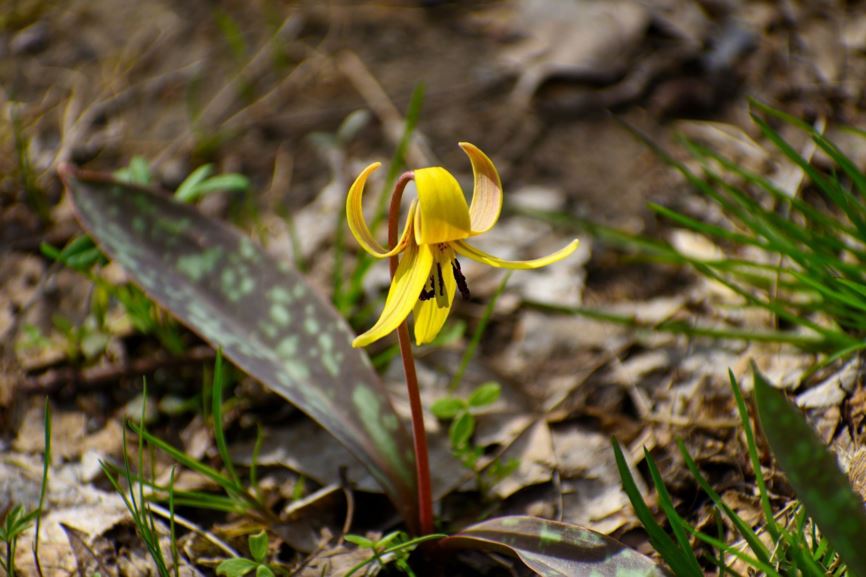 Erythronium americanum - yellow trout-lily, yellow adder's-tongue, yellow dog's-tooth-violet
