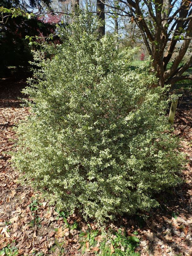 Buxus sempervirens 'Elegantissima' - silver common boxwood, Elegantissima common boxwood