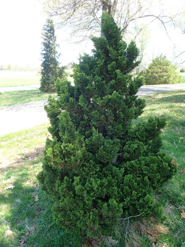 Chamaecyparis obtusa 'Little Ann' - Little Ann hinoki false cypress