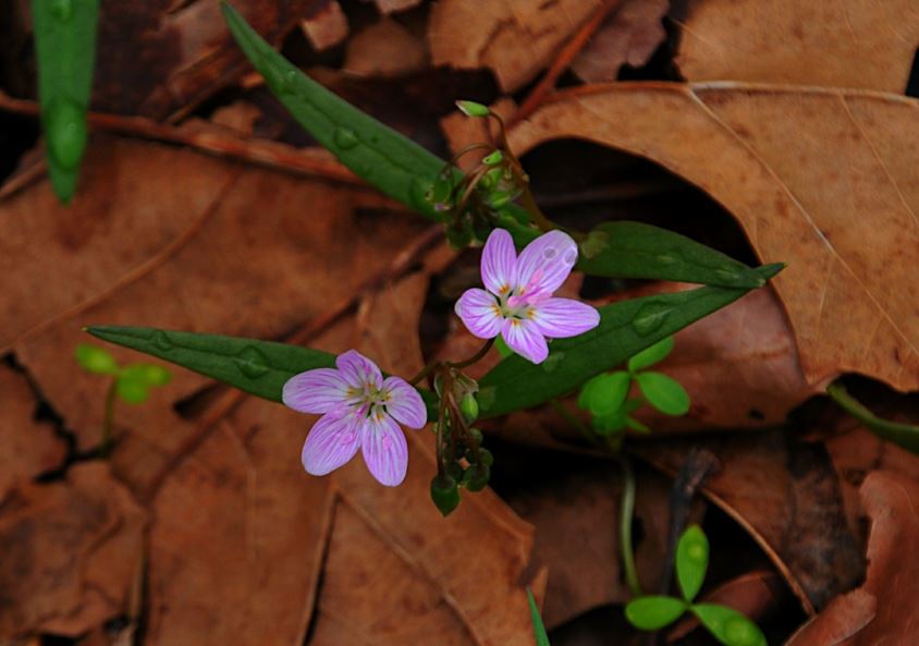 Claytonia virginica - spring-beauty, Virginia springbeauty, eastern spring beauty