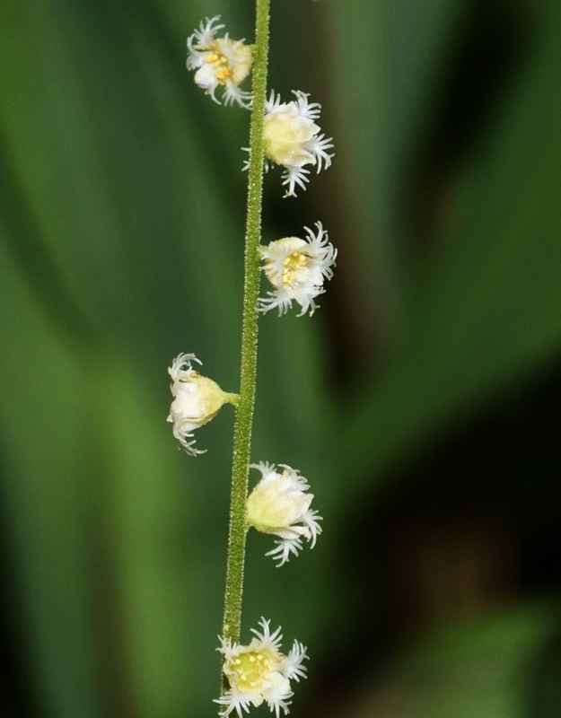 Mitella Diphylla Two Leaf Miterwort Bishop S Cap The Dawes Arboretum