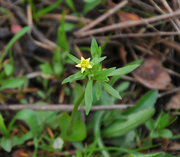 Ranunculus abortivus - kidney-leaf buttercup, little-leaf buttercup, small-flower crowfoot