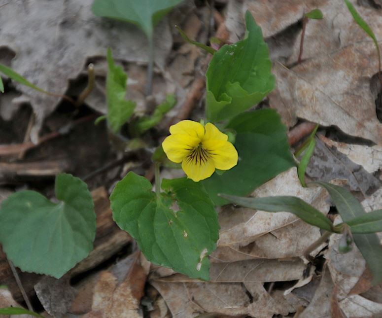 Viola pubescens - yellow forest violet, smooth yellow violet, downy yellow violet