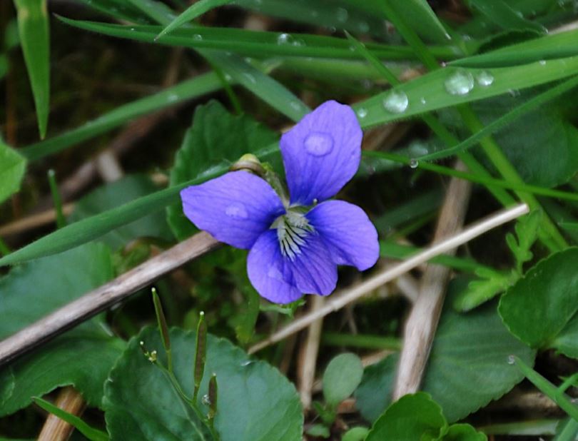 Viola sororia - common blue violet