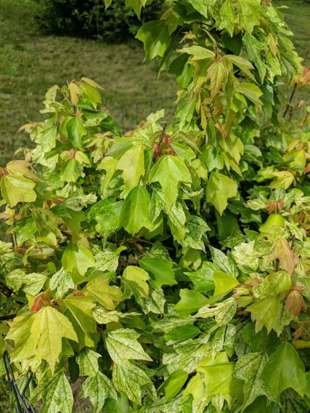 Acer buergerianum 'Hanachiru sato' - Hanachiru sato trident maple