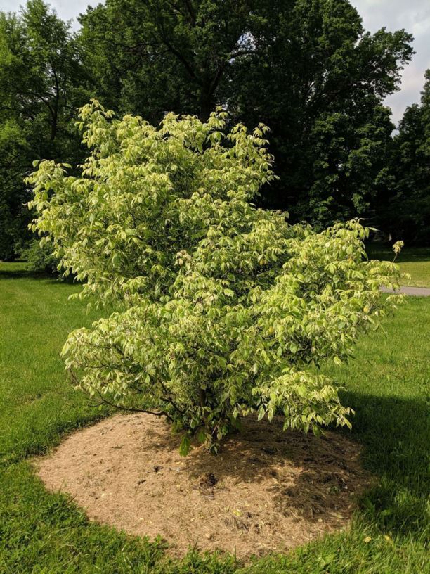 Acer negundo 'Variegatum' - variegated boxelder, variegated ashleaf maple, silverleaf boxelder