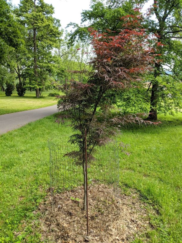 Acer palmatum 'Hubbs Red Willow' - Hubbs Red Willow Japanese maple