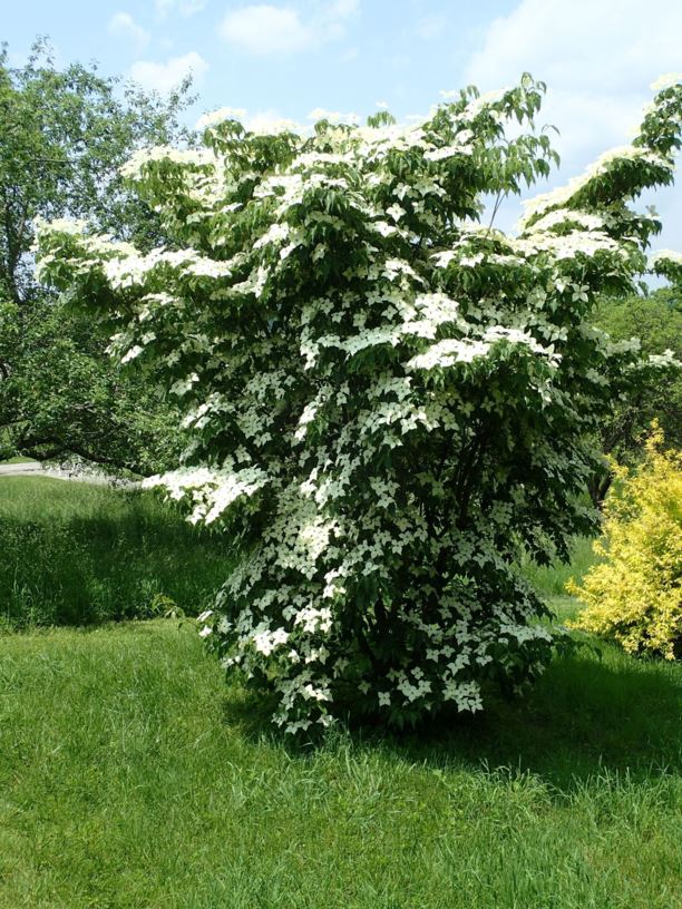Cornus kousa subsp. chinensis 'Greensleeves' - Greensleeves Chinese kousa dogwood