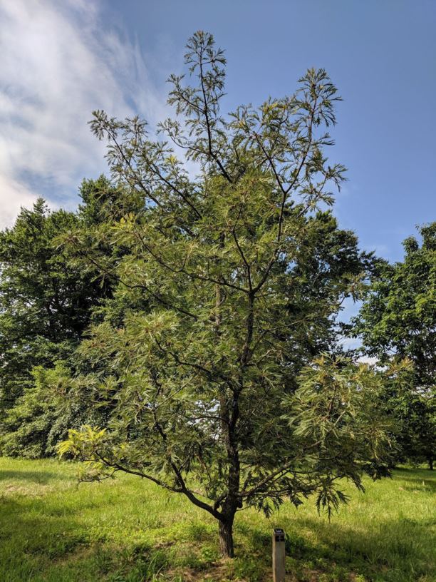 Quercus dentata 'Pinnatifida' - plume daimyo oak