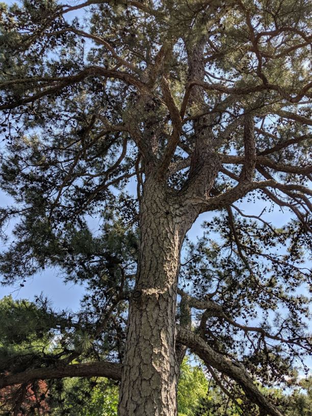 Pinus echinata - shortleaf pine
