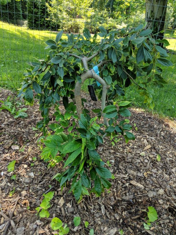 Celtis sinensis 'Green Cascade' - Green Cascade Chinese hackberry