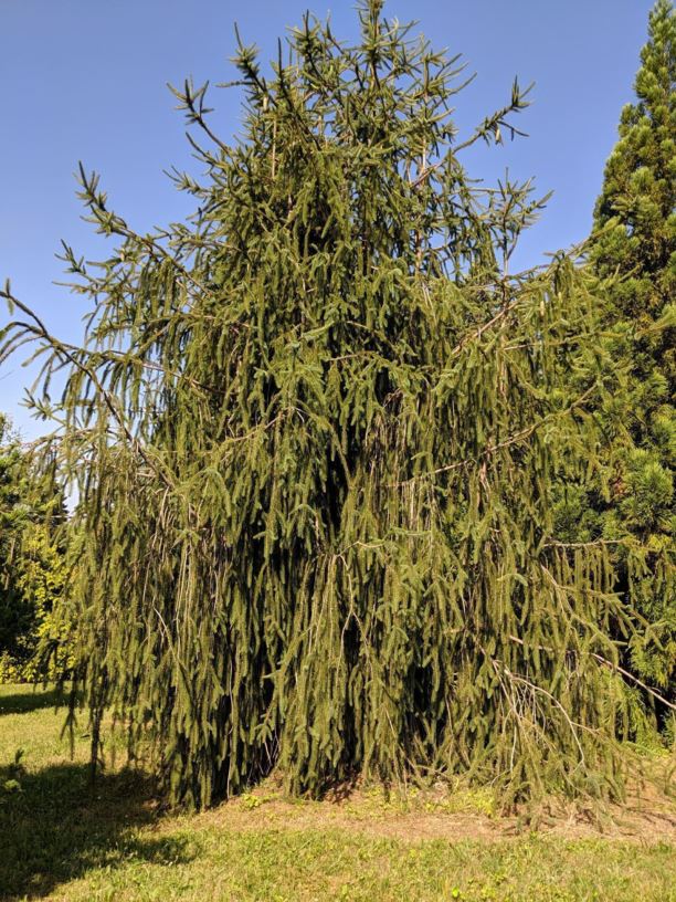 Picea abies 'Cranstonii' - Cranston Norway spruce