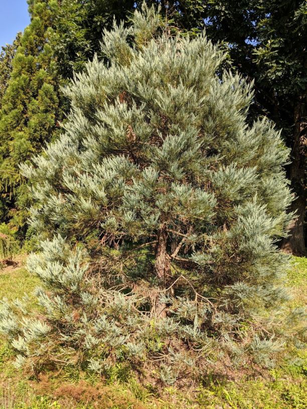 Sequoiadendron giganteum 'Hazel Smith' - Hazel Smith giant sequoia