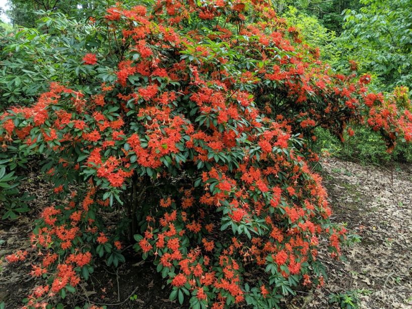 Rhododendron 'July Jester' - July Jester azalea
