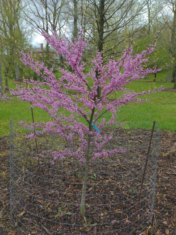 Cercis canadensis 'Alley Cat' - Alley Cat eastern redbud