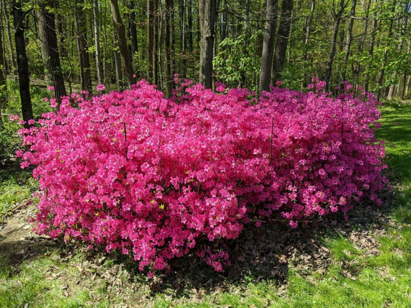 Rhododendron 'Boudoir' - Boudoir azalea
